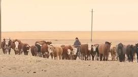 Коровы на выпасе в Актюбинской области