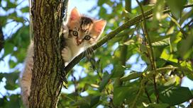Котенок залез на дерево