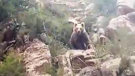 Краснокнижный бурый медведь в нацпарке "Алтын-Эмель"