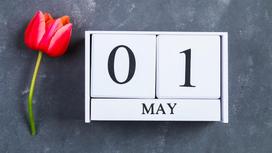 Календарь с 1 мая и красный тюльпан