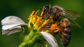 Пчела сидит на цветке