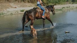 Женщина верхом на коне переходит через реку