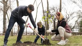 Семья из папы, мамы и сына сажает дерево в саду весной. Папа работает лопатой, мама придерживает саженец в лунке, сын поливает саженец