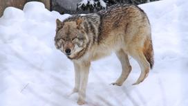 Волк стоит на улице зимой