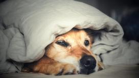 Пес под одеялом