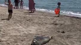 Ребенок кидает камень в тюленя