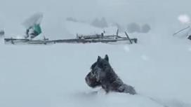 Лошадь в снегу в ВКО