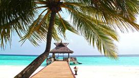 Пляж с пальмой на Мальдивах