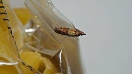 Бабочка-огневка сидит со сложенными крыльями на пластиковом пакете с макаронами