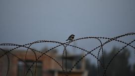 Птица сидит на заборе с колючей проволокой