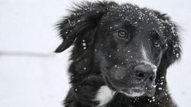 Морда собаки на улице зимой