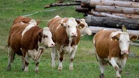 Коровы пасутся на поле