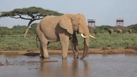 50-летний слон Крейг