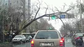 Дерево, упавшее на дорогу