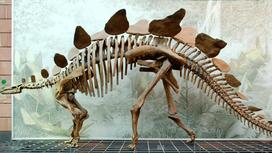 Останки самого древнего стегозавра