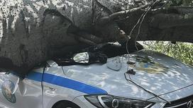 Дерево, упавшее на патрульное авто