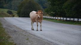 Корова стоит на проезжей части