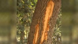 Поврежденное дерево в парке 28 панфиловцев в Алматы