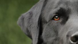 Голова черной собаки видна наполовину с одним глазом
