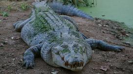 Крокодил на берегу