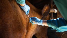 Ветеринар ставит укол корове