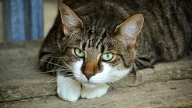 Серый полосатый кот с белыми лапами сидит и настороженно смотрит зелеными глазами в одну точку