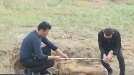 археологи измеряют кость мамонта