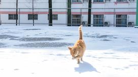Кот идет по снегу под солнцем