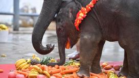 Слоненок в куче фруктов и овощей