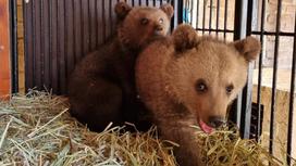 Медвежата, изъятые у контрабандистов на границе РК и РФ