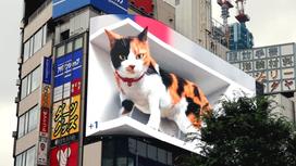 Кот в центре Токио