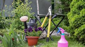 В саду на зеленой траве стоит раскладной стул, садовые ножницы, лейка, пульверизатор и горшок с петунией. Рядом растет вечнозеленый куст и тюльпаны