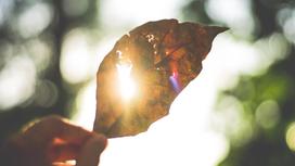 Солнце проглядывает через лист