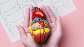 Муляж человеческого сердца в руках у доктора