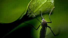 Комар сидит на зеленом листке