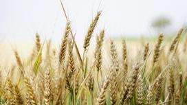 Пшеница растет в поле