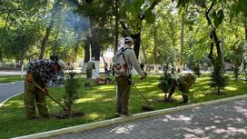 Посадка деревьев