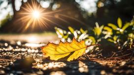Желтый лист лежит на земле в лучах солнца