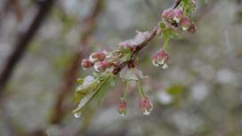 Заморозки на цветках вишни