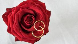 Обручальные кольца на красной розе