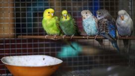 Пять попугаев сидят на жердочке в клетке для птиц