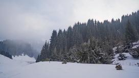 Лес зимой