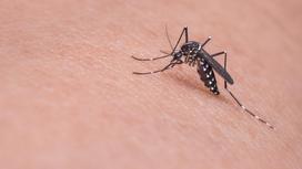 Комар сидит на кожном покрове человека