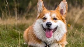 Собака породы корги лежит в траве и улыбается