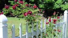 На белом резном заборе из штакетника растет цветущая роза