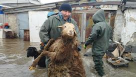 Спасение баранов от паводка в Акмолинской области