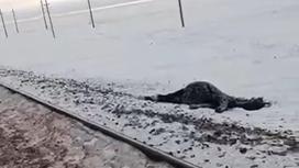 Сбитая лошадь в Улытауской области