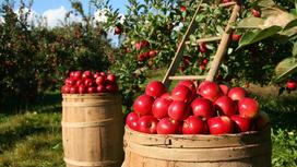 Сбор урожая яблок