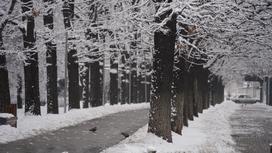 Деревья в снегу