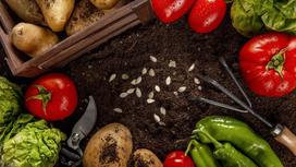 Помидоры, картофель, перец, салат, секатор, садовая сапка лежат по круг на земле. По центру рассыпаны семена кабачков